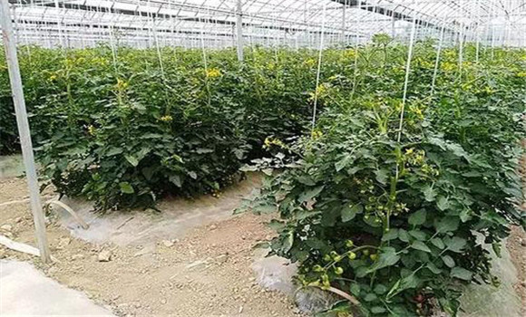 大棚番茄的种植与管理