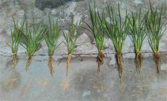 水稻移栽后的秧苗温度