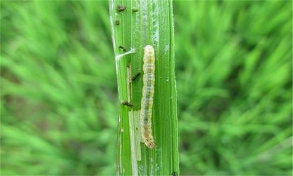 螟虫对水稻的危害 要抓住危险生育期防治螟虫