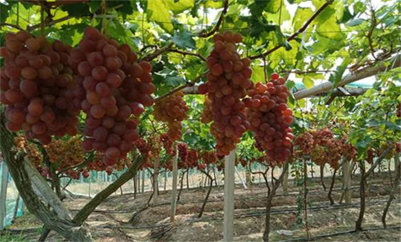 栽培葡萄常用肥料有哪些