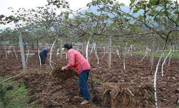 猕猴桃种植的土壤条件