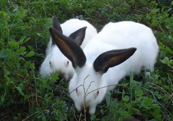兔子的养殖技术