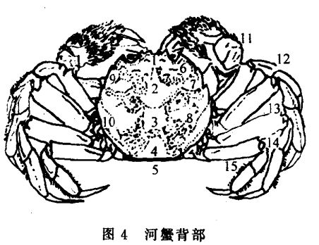 河蟹养殖方法
