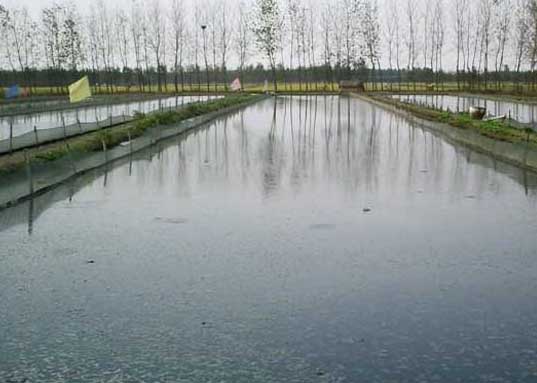 泥鳅养殖池的选址与建造方法
