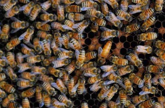 蜜蜂管理技术