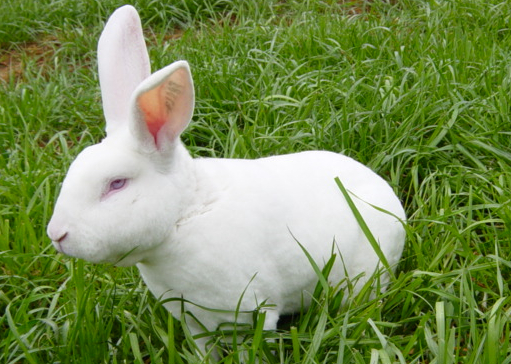 獭兔养殖方法