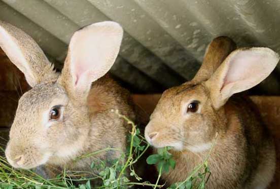 兔养殖技术