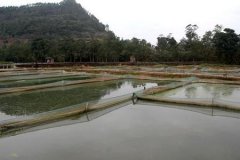 泥鳅养殖成本和利润分析