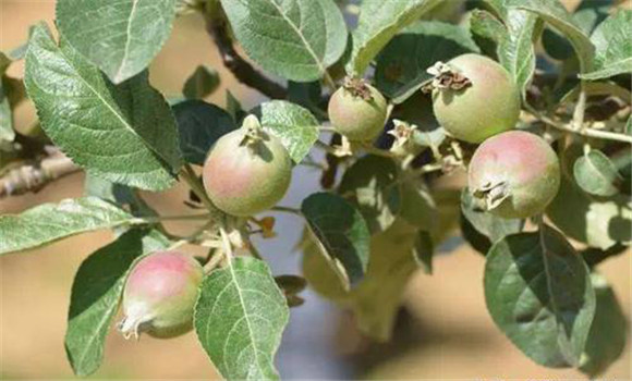 苹果树疏幼果的方法
