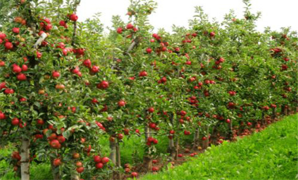 矮化苹果树体矮小、便于管理