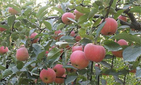 苹果早中晚熟品种如何搭配