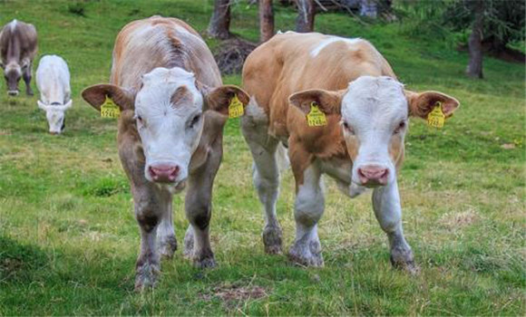 牛弯曲杆菌性流产的防治措施