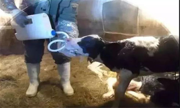小牛犊第一次吃多少初乳