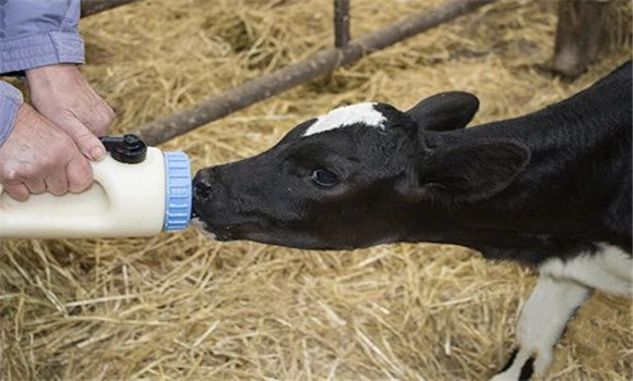 犊牛初乳的饲喂方法