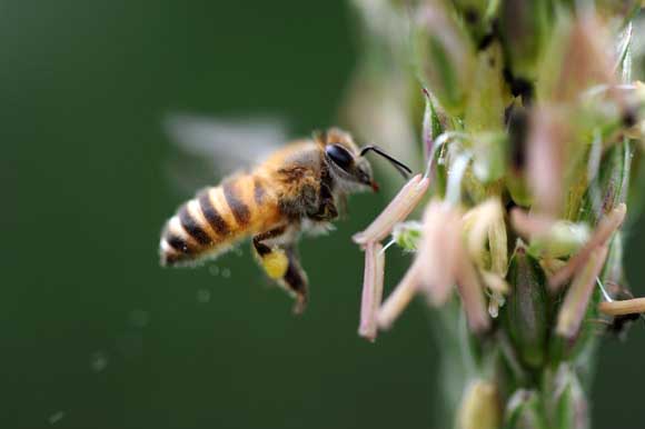 蜜蜂的饲养技术