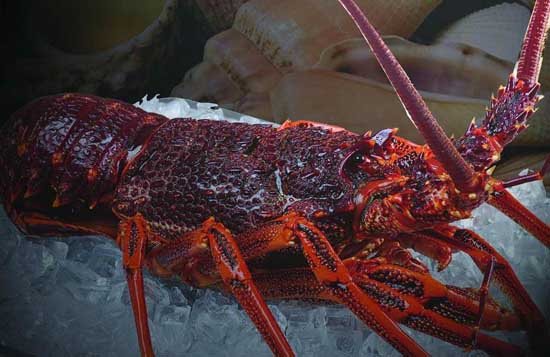 澳洲大龙虾的放苗时间与方法