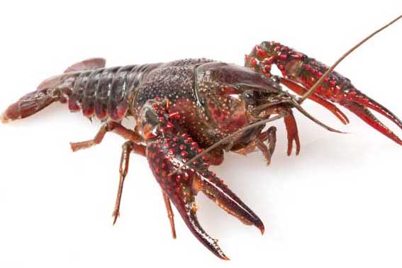 淡水小龙虾与肉食性鱼类混养管理