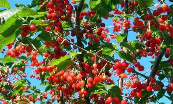 樱桃种植对肥料的要求