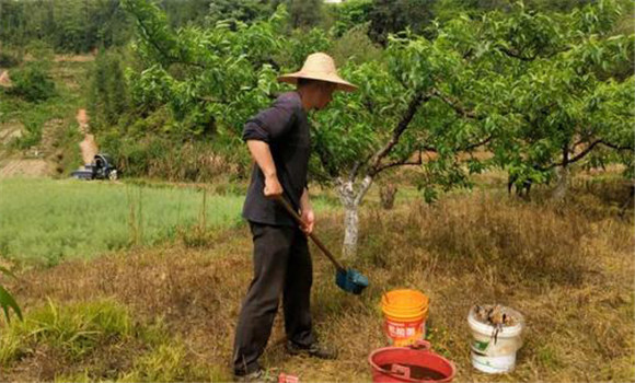 黄桃的种植和管理方法