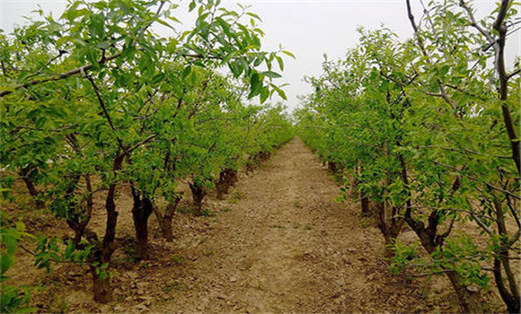 枣树栽植的密度和形式