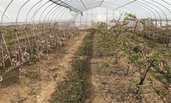 大棚水蜜桃树苗的定植方法