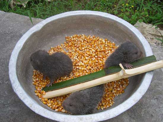 竹鼠养殖方法