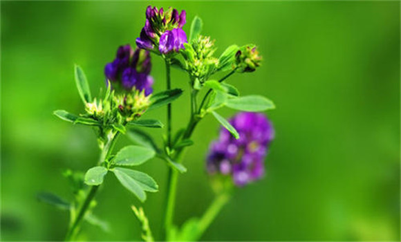 紫花苜蓿的营养成分有哪些