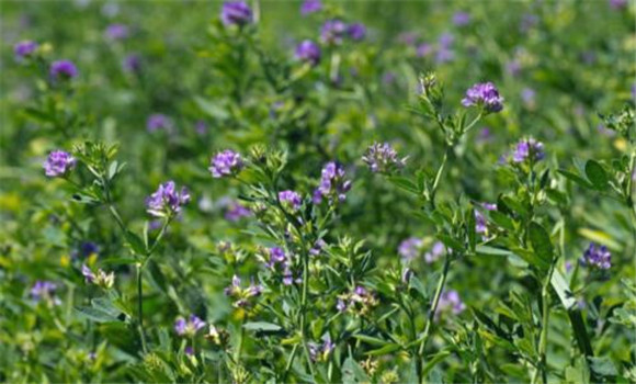 紫花苜蓿牧草的缺点