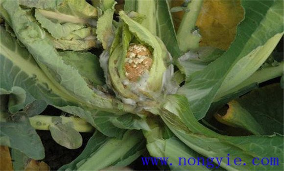 花椰菜的菌核病的防治