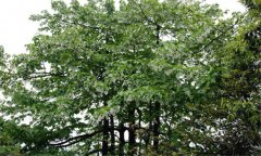 珙桐的特点与生活习性 珙桐的栽培养护技术