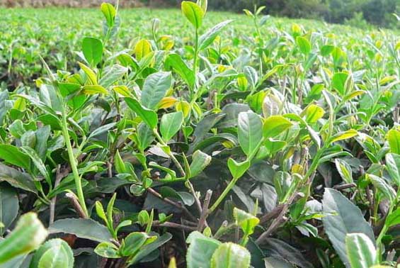 茶叶栽培技术