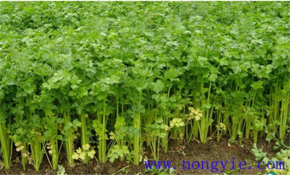 芹菜定植后的温、湿度管理