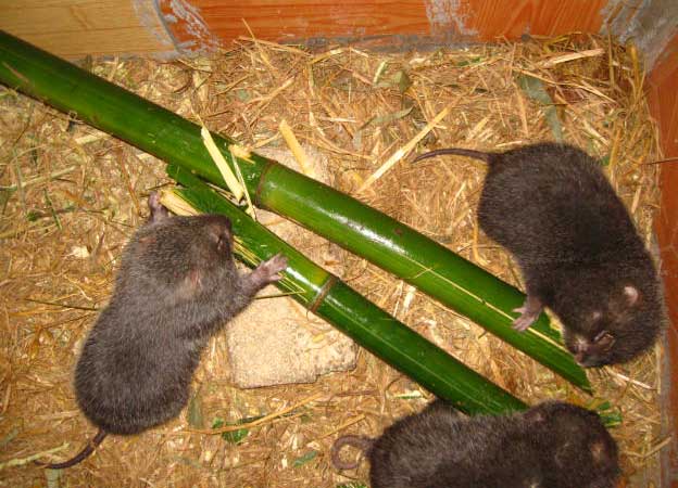 竹鼠的养殖技术
