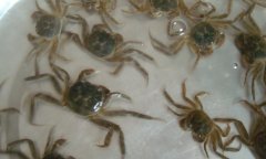 大闸蟹养殖技术