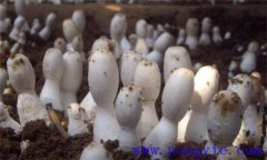 鸡腿菇对生长温度等生长环境条件的要求有哪些