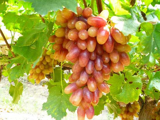 葡萄种植技术
