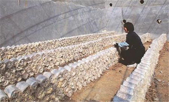 草菇的室外栽培技术要点与种植步骤