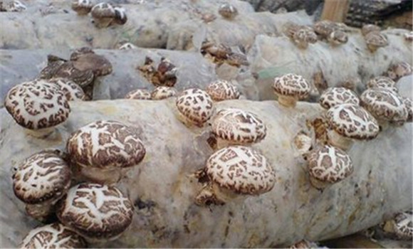 种植香菇的品种要求