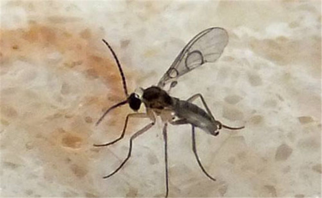 食用菌菌蚊的的特点