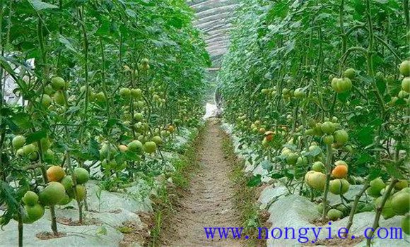 长江中下游区番茄播种时间