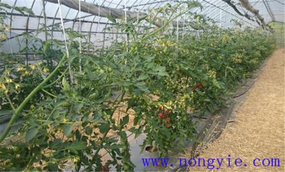 番茄冬前及越冬期间管理