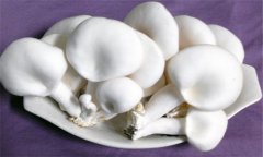 白灵菇的功效与作用有哪些 白灵菇的营养价值