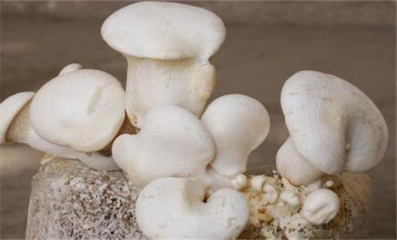 白灵菇的灭菌接种方法