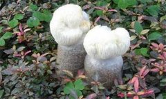 猴头菌瓶栽方法 猴头菇种植技术与管理要点