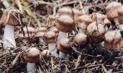 草菇杂菌怎么防治 草菇病害和霉菌的防治方法
