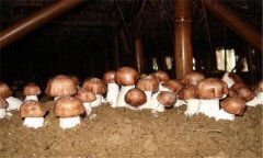 蘑菇覆土时间如何掌握 蘑菇覆土栽培方法与技巧