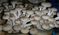 蟹味菇如何栽培 蟹味菇种植技术的几个要点