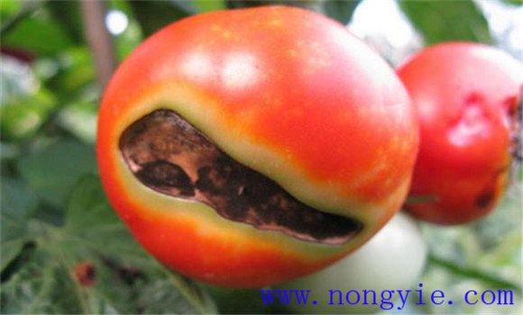 番茄筋腐病防治方法
