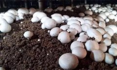 双孢菇生长温度是多少 双孢菇生长环境条件简介