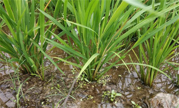 水稻钻心虫防治技术